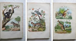 Dictionnaire pittoresque d’Histoire Naturelle et des phénomènes de la nature, contenant l’histoire des animaux, des végétaux, des minéraux, des météores, des principaux phénomènes physiques et des curiosités naturelle (…).
Rédigé par une Société de Naturalistes, sous la direction de M. F.-E. Guérin. - photo