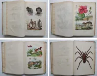 Dictionnaire pittoresque d’Histoire Naturelle et des phénomènes de la nature, contenant l’histoire des animaux, des végétaux, des minéraux, des météores, des principaux phénomènes physiques et des curiosités naturelle (…).
Rédigé par une Société de Naturalistes, sous la direction de M. F.-E. Guérin. - photo