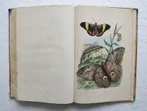 Dictionnaire pittoresque d’Histoire Naturelle et des phénomènes de la nature, contenant l’histoire des animaux, des végétaux, des minéraux, des météores, des principaux phénomènes physiques et des curiosités naturelle (…).
Rédigé par une Société de Naturalistes, sous la direction de M. F.-E. Guérin. - photo