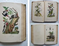 Dictionnaire pittoresque d’Histoire Naturelle et des phénomènes de la nature, contenant l’histoire des animaux, des végétaux, des minéraux, des météores, des principaux phénomènes physiques et des curiosités naturelle (…).
Rédigé par une Société de Naturalistes, sous la direction de M. F.-E. Guérin. - photo