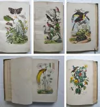 Dictionnaire pittoresque d’Histoire Naturelle et des phénomènes de la nature, contenant l’histoire des animaux, des végétaux, des minéraux, des météores, des principaux phénomènes physiques et des curiosités naturelle (…).
Rédigé par une Société de Naturalistes, sous la direction de M. F.-E. Guérin. - photo
