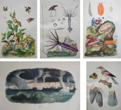 Dictionnaire pittoresque d’Histoire Naturelle et des phénomènes de la nature, contenant l’histoire des animaux, des végétaux, des minéraux, des météores, des principaux phénomènes physiques et des curiosités naturelle (…).
Rédigé par une Société de Naturalistes, sous la direction de M. F.-E. Guérin. - photo