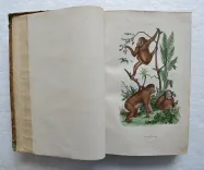 Dictionnaire pittoresque d’Histoire Naturelle et des phénomènes de la nature, contenant l’histoire des animaux, des végétaux, des minéraux, des météores, des principaux phénomènes physiques et des curiosités naturelle (…).
Rédigé par une Société de Naturalistes, sous la direction de M. F.-E. Guérin. - photo