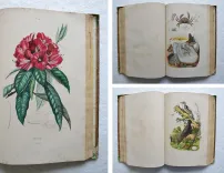 Dictionnaire pittoresque d’Histoire Naturelle et des phénomènes de la nature, contenant l’histoire des animaux, des végétaux, des minéraux, des météores, des principaux phénomènes physiques et des curiosités naturelle (…).
Rédigé par une Société de Naturalistes, sous la direction de M. F.-E. Guérin. - photo