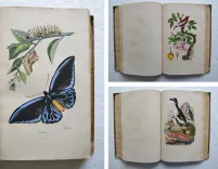 Dictionnaire pittoresque d’Histoire Naturelle et des phénomènes de la nature, contenant l’histoire des animaux, des végétaux, des minéraux, des météores, des principaux phénomènes physiques et des curiosités naturelle (…).
Rédigé par une Société de Naturalistes, sous la direction de M. F.-E. Guérin. - photo