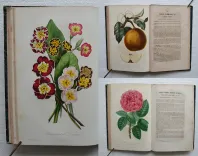 L’horticulteur français de mil huit cent cinquante et un.
Journal des amateurs et des intérêts horticoles. - photo