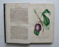 L’horticulteur français de mil huit cent cinquante et un.
Journal des amateurs et des intérêts horticoles. - photo