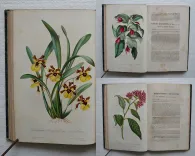 L’horticulteur français de mil huit cent cinquante et un.
Journal des amateurs et des intérêts horticoles. - photo