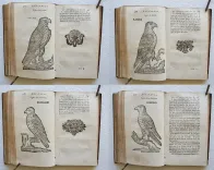 Amusemens de la campagne, ou nouvelles ruses innocentes, qui enseignent la manière de prendre aux pièges toutes sortes d’oiseaux & de bêtes à quatre pieds (…).
Tome premier. - photo