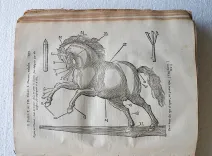 La nouvelle maison rustique, ou économie générale de tous les biens de campagne : la manière de les entretenir & de les multiplier.
Sixième édition, augmentée considérablement, & mise en meilleur ordre ; avec la vertu des simples, l’apoticairerie, & les décisions du Droit François sur les matières rurales ; et enrichie de figures en taille-douce. - photo