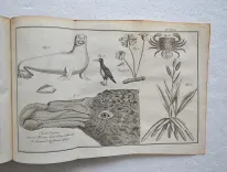 Histoire d’un voyage aux isles Malouines, fait en 1763, & 1764 ; avec des observations sur le détroit de Magellan, et sur les Patagons.
Nouvelle édition. Refondue & augmentée d’un discours préliminaire, de remarques sur l’histoire naturelle, etc. - photo
