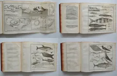 Histoire d’un voyage aux isles Malouines, fait en 1763, & 1764 ; avec des observations sur le détroit de Magellan, et sur les Patagons.
Nouvelle édition. Refondue & augmentée d’un discours préliminaire, de remarques sur l’histoire naturelle, etc. - photo