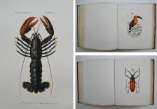 Dictionnaire universel d’histoire naturelle. Renard, Martinet et Cie, Langlois et Leclercq, Masson, 1849. - photo