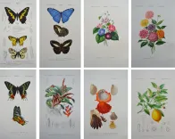 Dictionnaire universel d’histoire naturelle. Renard, Martinet et Cie, Langlois et Leclercq, Masson, 1849. - photo