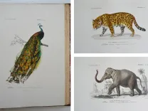 Dictionnaire universel d’histoire naturelle. Renard, Martinet et Cie, Langlois et Leclercq, Masson, 1849. - photo